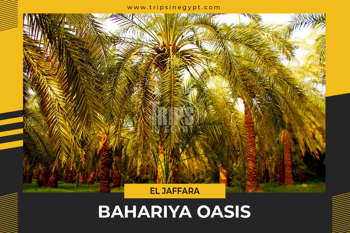 Bahariya Oasis Facts & Weather - Bahariya Attractions & Location ...